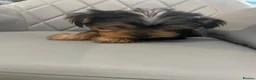 Yorkshire Terrier dogs for sale: 1 Beautiful Miniature Yorkshire Terrier girl  - Advert 15