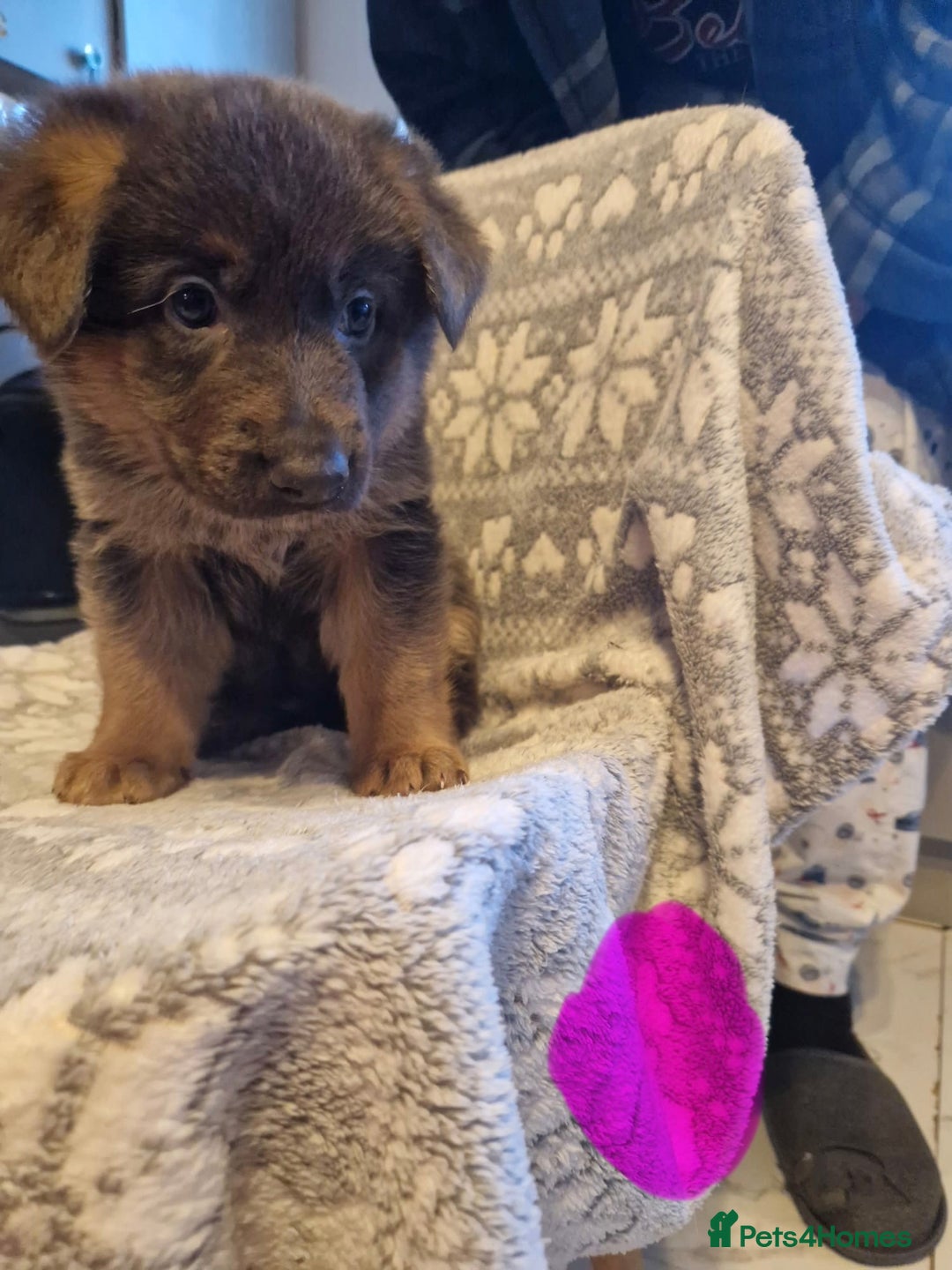 German Shepherd dogs for sale: 5 weeks German shepherd puppies  - Advert 16