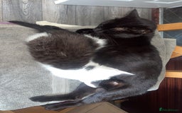 Mixed Breed cats for sale: Kittens for sale - Image 1