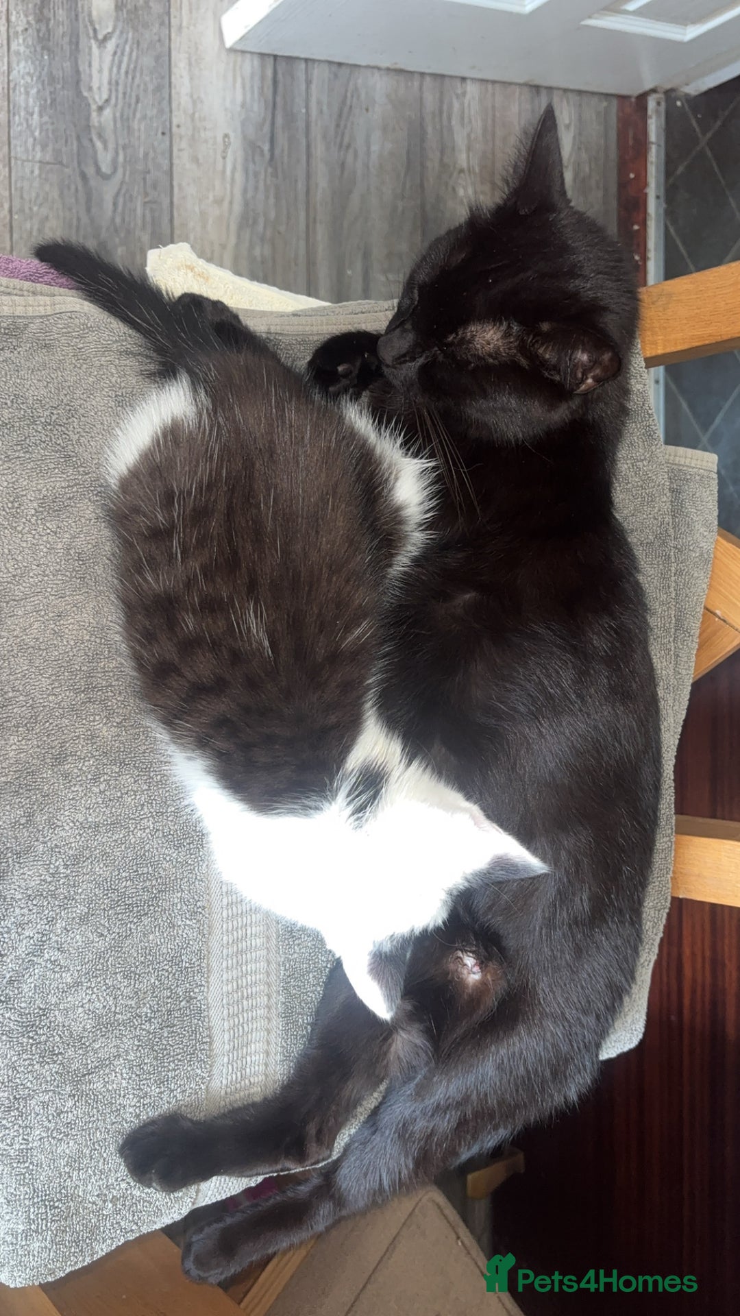 Mixed Breed cats for sale: Kittens for sale - Image 1