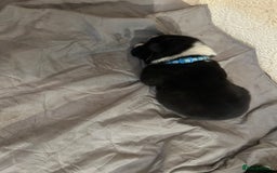 Akita dogs for sale: Akita Puppies for Sale - Advert 21