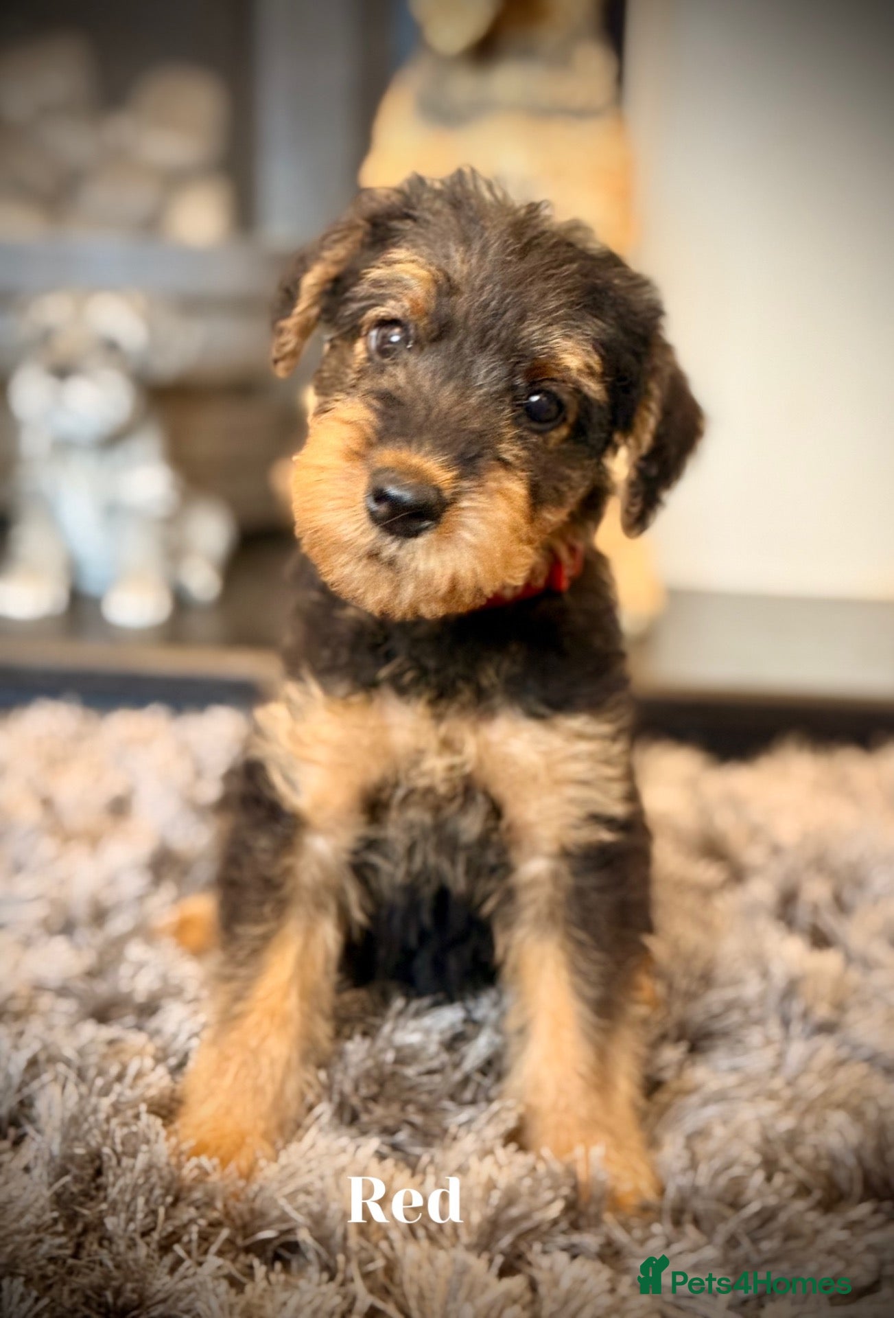 Airedale Terrier dogs ADORABLE KC REGISTERED AIREDALE PUPS - Advert 1