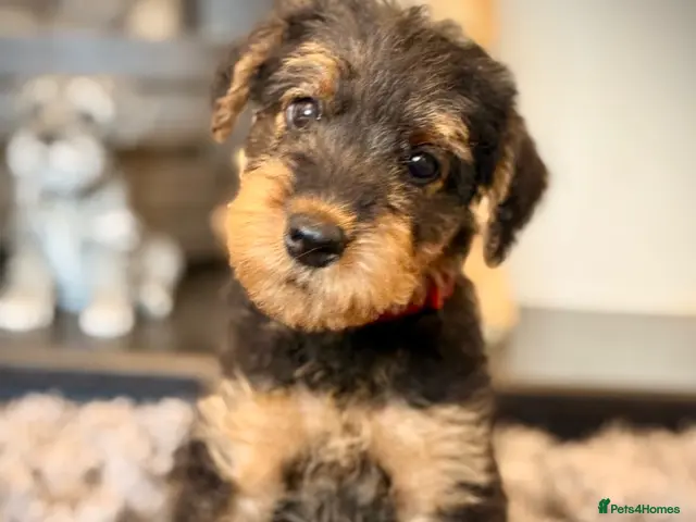 Airedale Terrier dogs for sale: ADORABLE KC REGISTERED AIREDALE PUPS - Advert 1