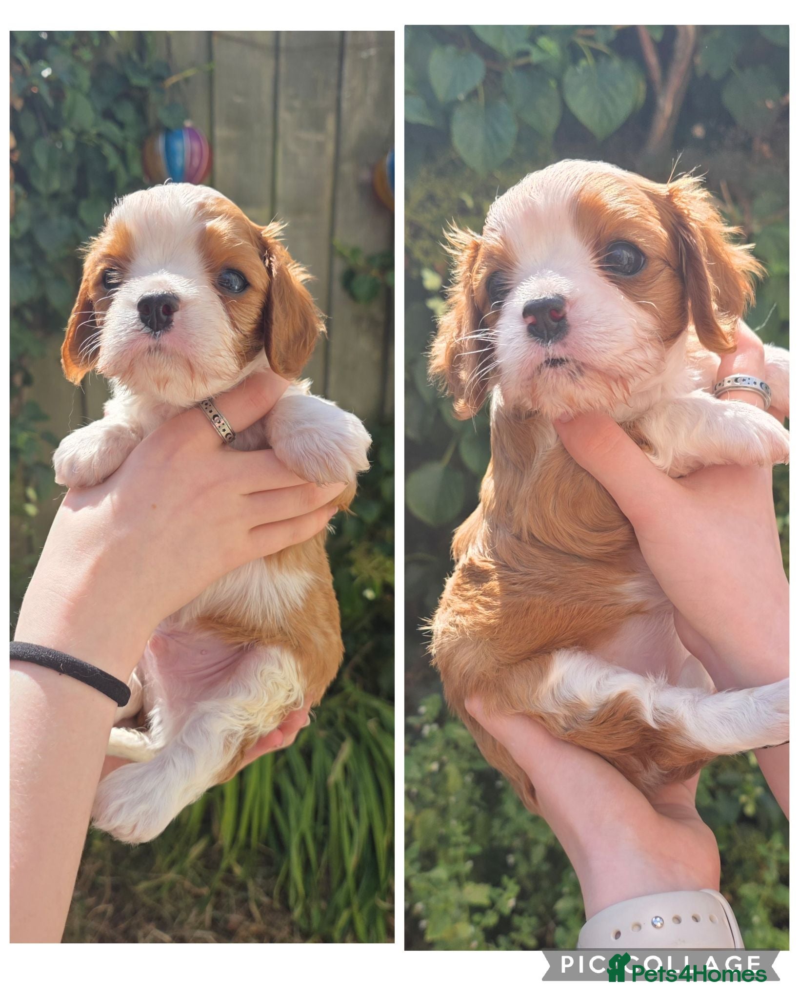Cavalier King Charles Spaniel dogs Beautiful health tested cavalier pups - Advert 1