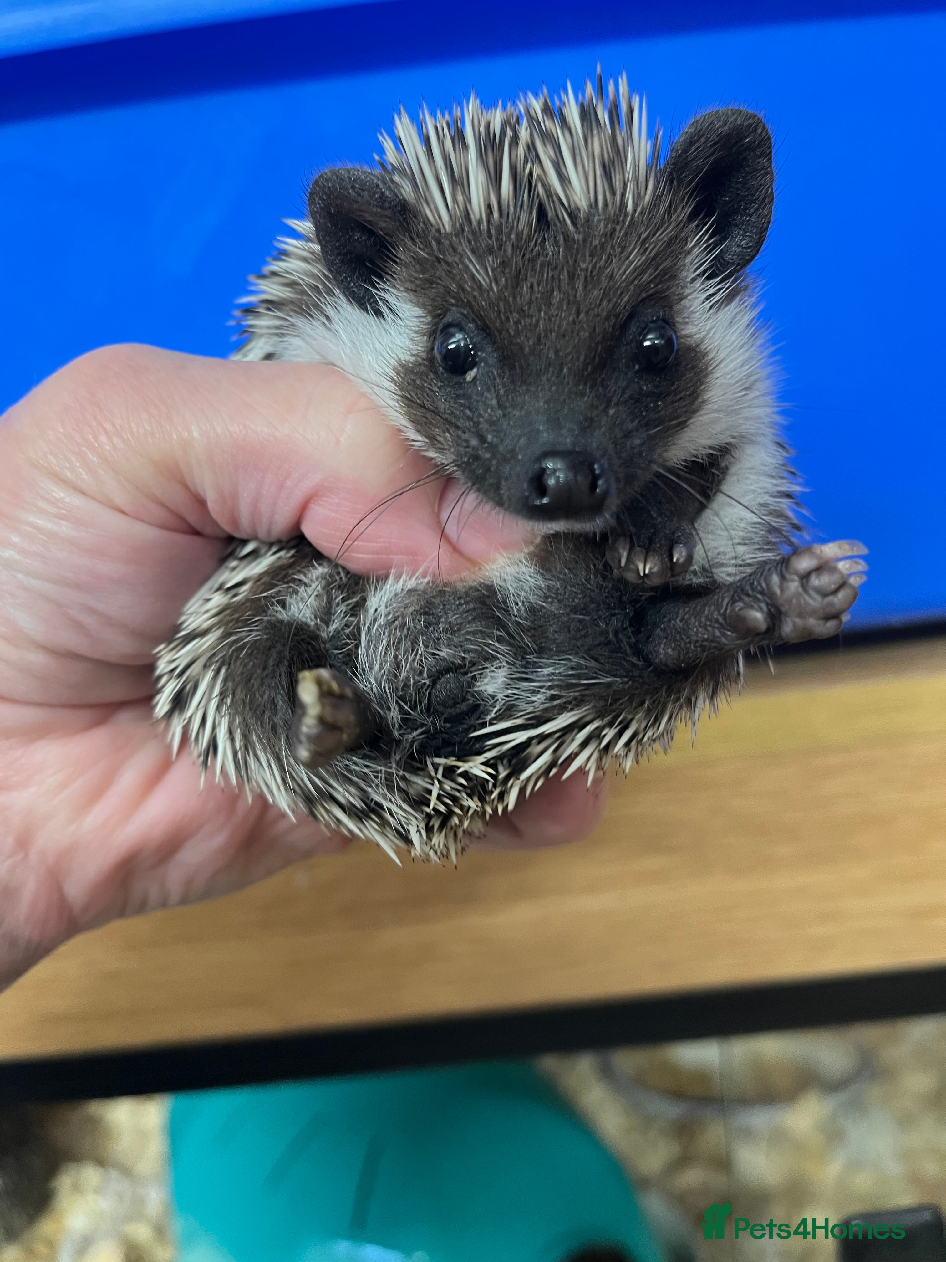Pygmy Hedgehog rodents Stunning black masked baby hoglets ready today !  - Advert 4