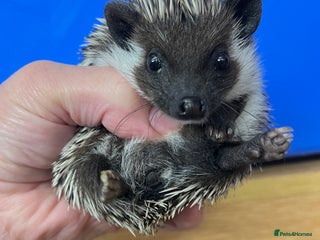 Pygmy Hedgehog rodents Stunning black masked baby hoglets ready today ! - Advert 4
