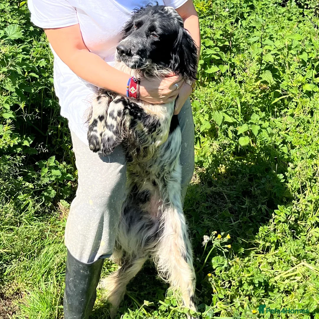 English Setter dogs for adoption: Zeus  in Penryn - Advert 2