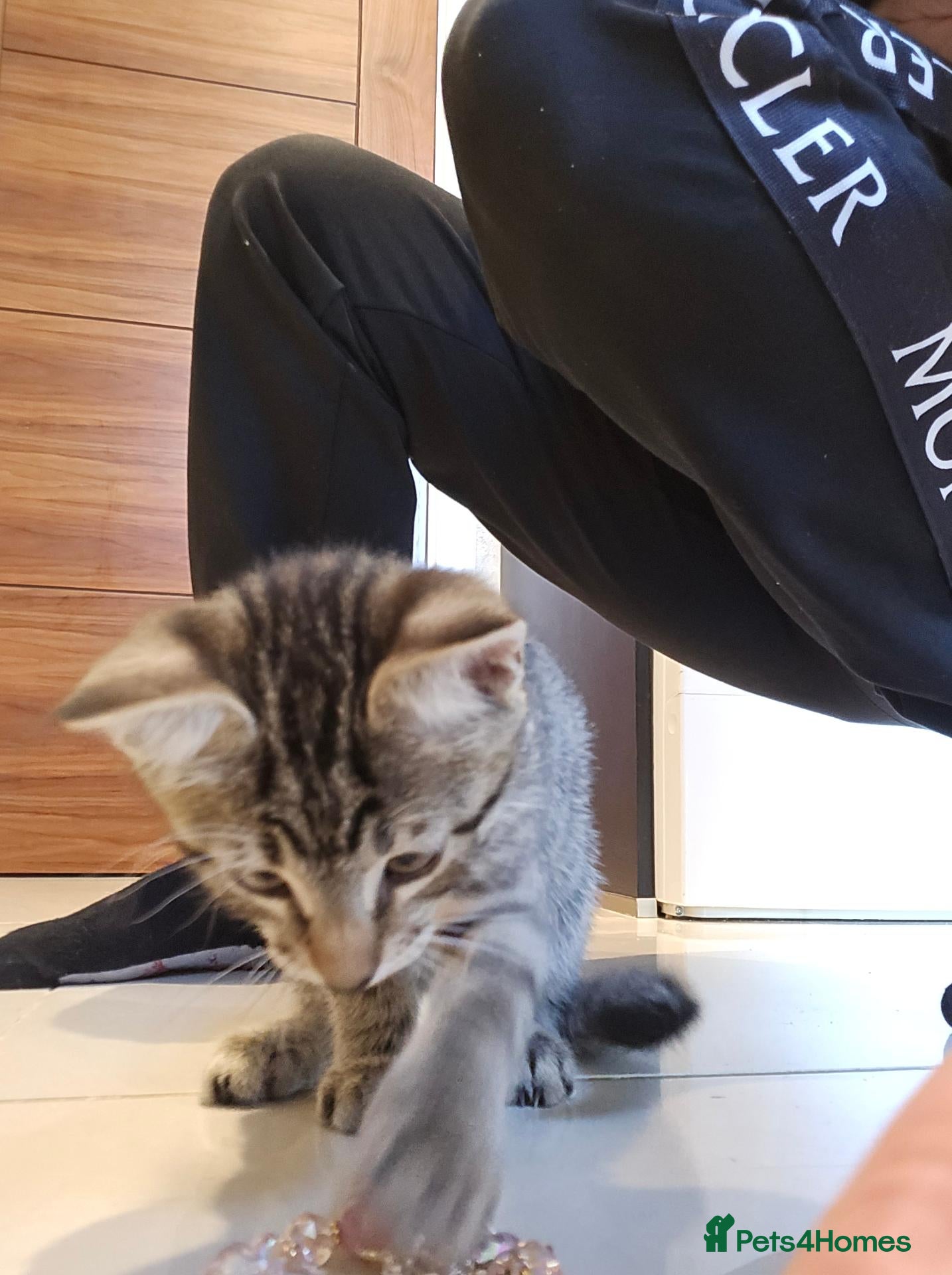 Savannah cats Savanah x pixie bob - Advert 2