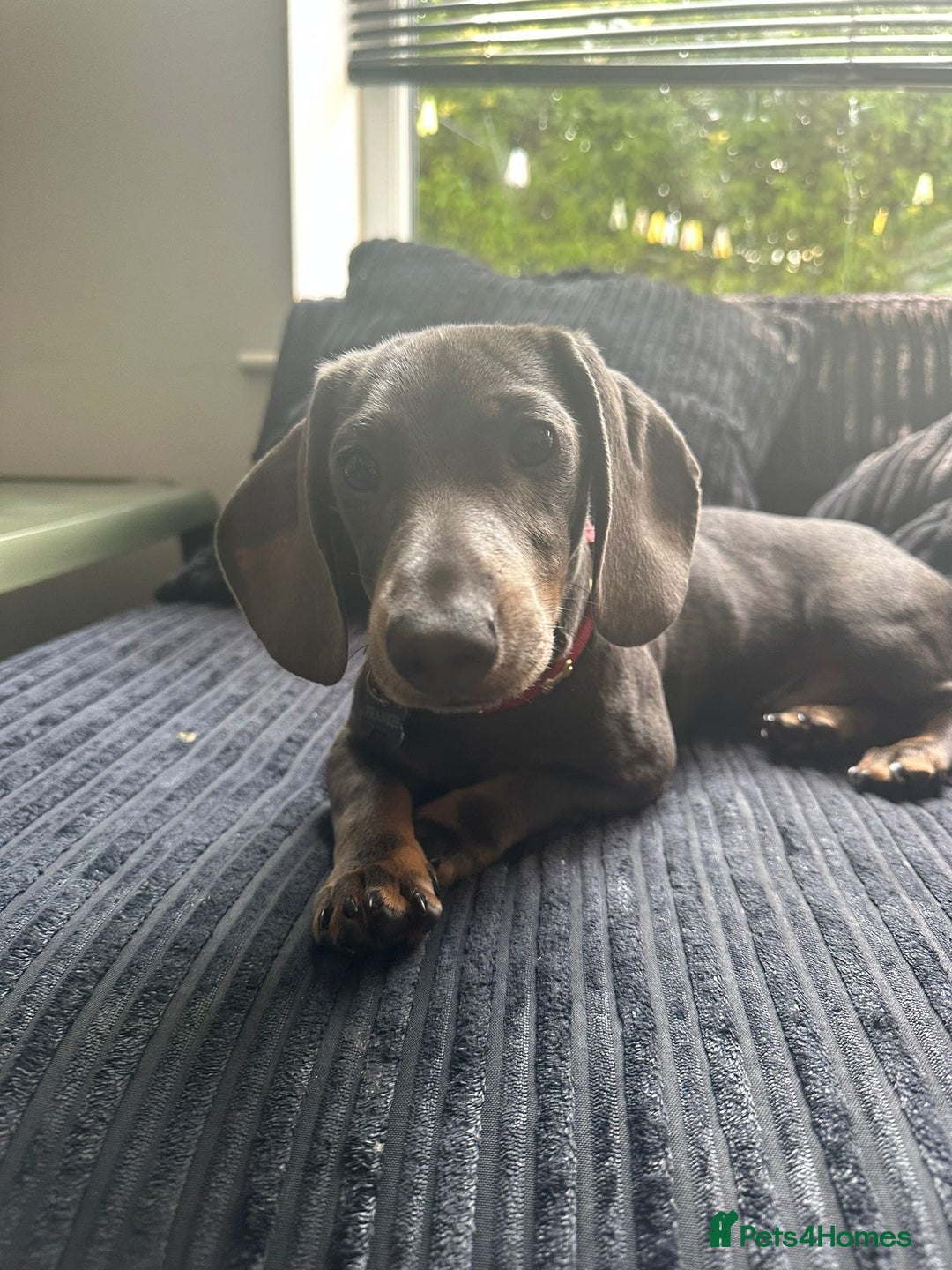 Miniature Dachshund dogs for sale: Miniature Dachshund 6 months old toilet trained - Image 3