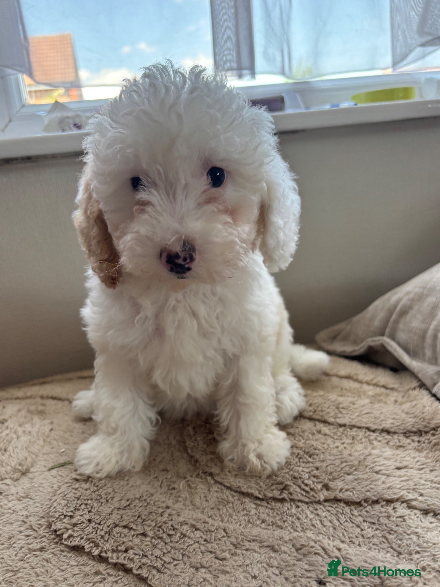 Cavapoo dogs Just 1 Cavapoo pup from health tested parents - Advert 7