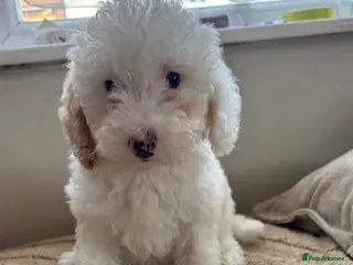 Cavapoo dogs Just 1 Cavapoo pup from health tested parents - Advert 7