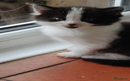 Mixed Breed cats for sale: Stunning long hair kittens for sale - Image 20