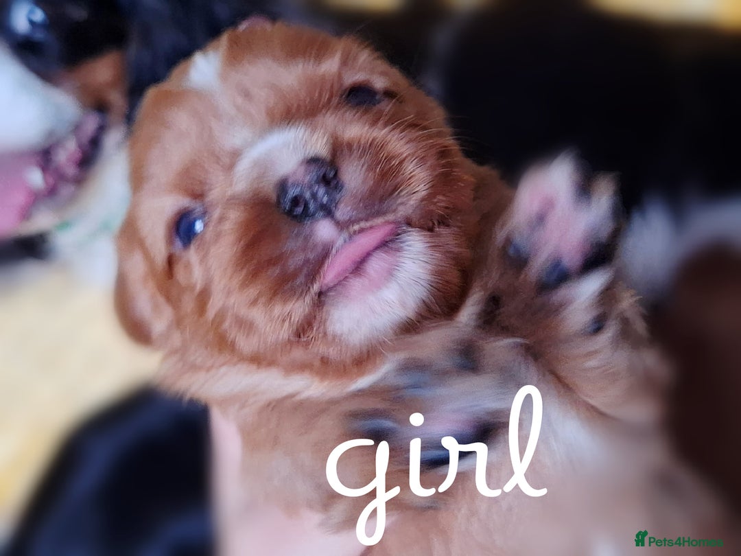 Cavalier King Charles Spaniel dogs for sale: KCC spaniels boys @ girls healt tested parents  - Advert 7