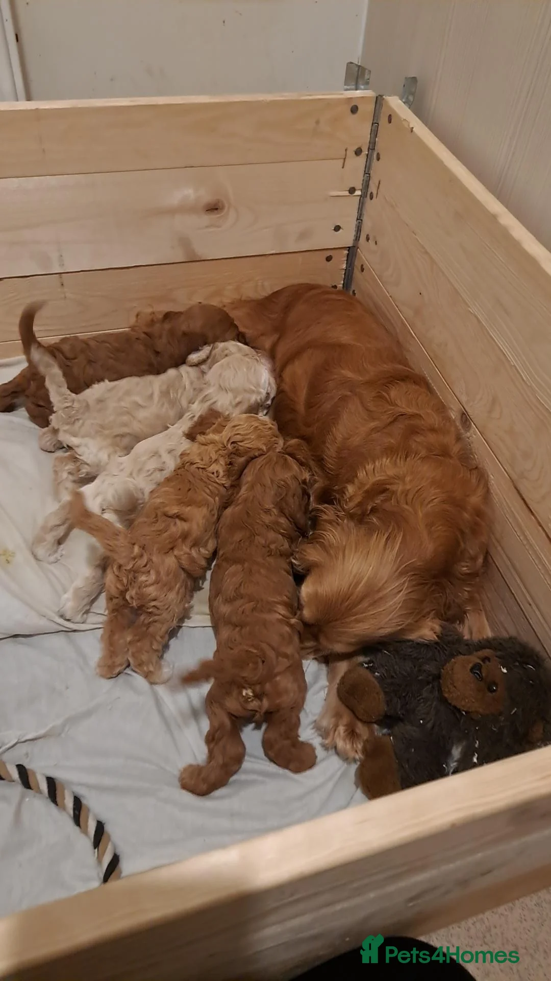 Cockapoo dogs for sale: Beautiful golden and white cockapoos - Advert 2