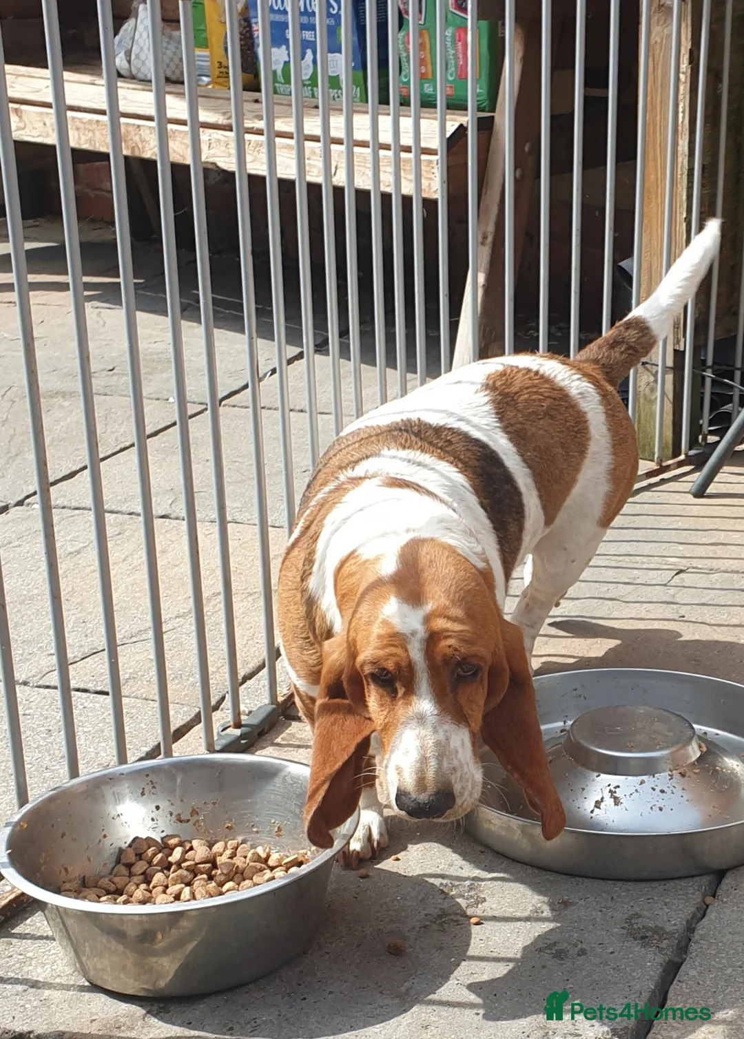 Basset Hound dogs for sale: Basset hound pups - Advert 1