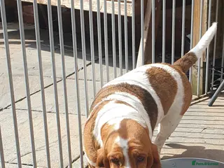 Basset Hound dogs Basset hound pups - Advert 2