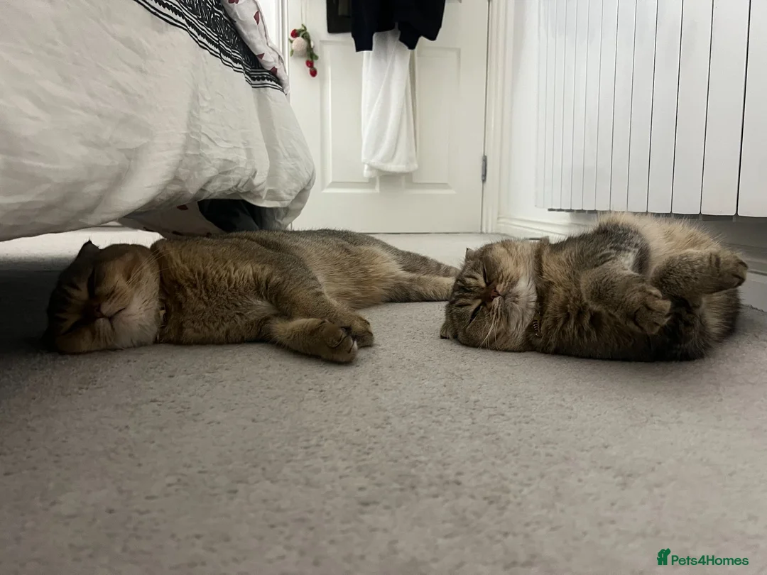 Scottish Fold cats for sale: Brother&Sister ScottishFold - 2 year olds - Advert 2
