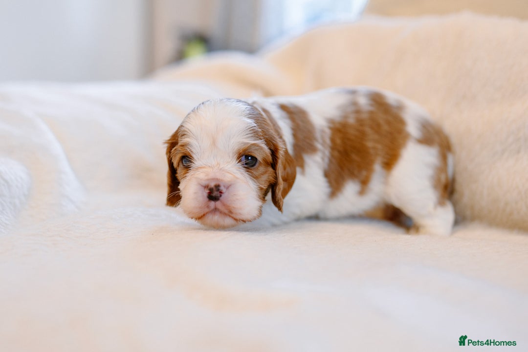 Cavalier King Charles Spaniel dogs for sale: Exquisite Lady KC reg Cavalier King Charles - Advert 27