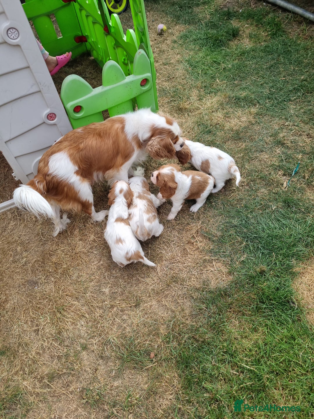 Cavalier King Charles Spaniel dogs for sale: Beautiful Blenheim puppies  - Image 10