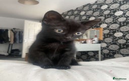 Mixed Breed cats for sale: Gorgeous Cuddly black kitten  - Image 7