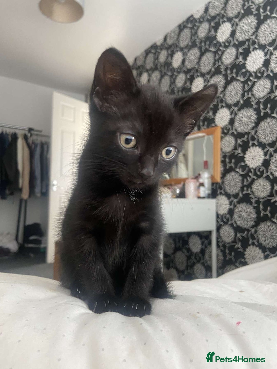 Mixed Breed cats for sale: Gorgeous Cuddly black kitten  - Image 7