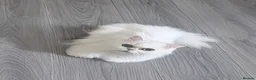 Persian cats for sale: Beautiful Persian Chinchilla - Advert 5