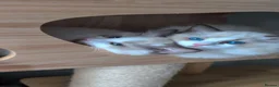 Ragdoll cats for sale: Tica Ragdoll kittens imperial grand champion lines - Advert 7