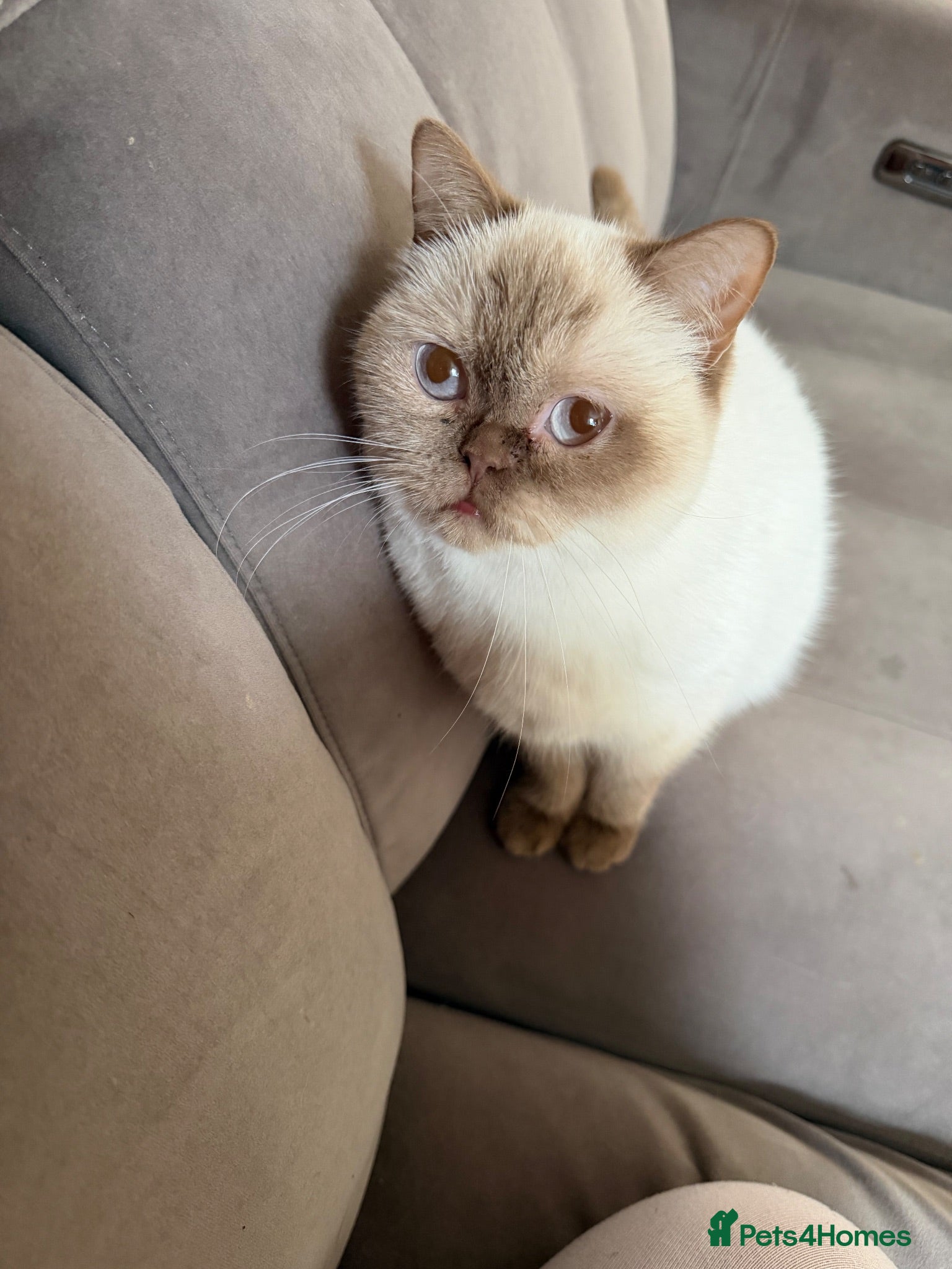 British Shorthair cats Stunning cinnamon British shorthair  - Advert 2
