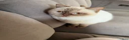 British Shorthair cats for sale: Stunning cinnamon British shorthair  - Advert 2