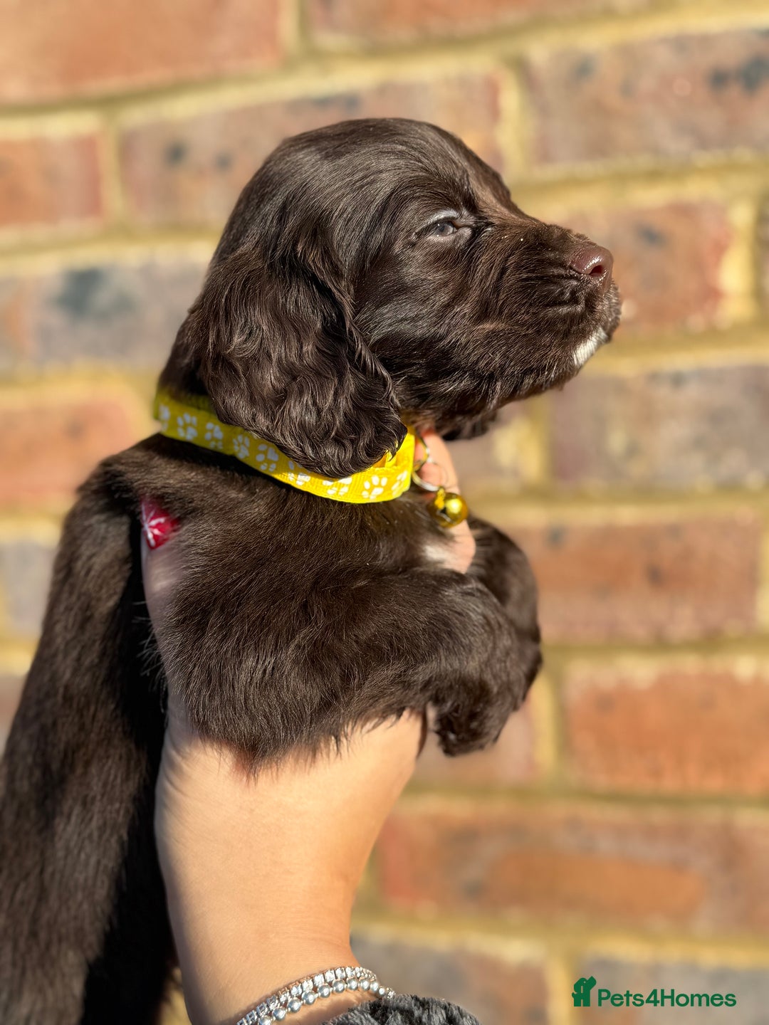 Sprocker dogs for sale: 6 Beautiful puppies  - Advert 10