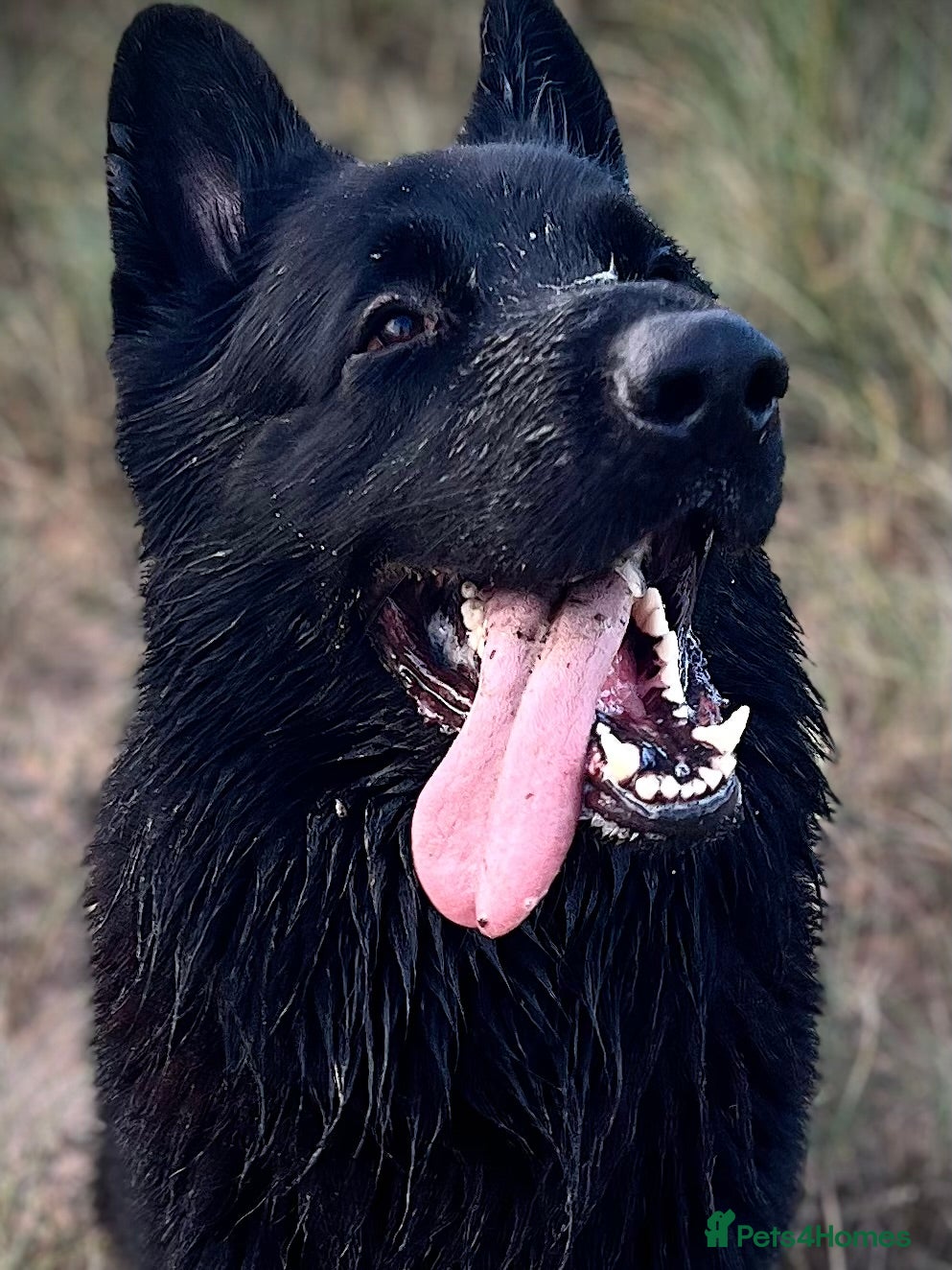 German Shepherd dogs Black German shepherd  - Advert 1