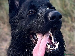 German Shepherd dogs Black German shepherd - Advert 1