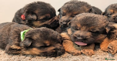 German Shepherd dogs - Advert 10