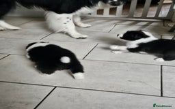 Border Collie dogs for sale: B. C. Puppies black and white kc reg - Advert 14