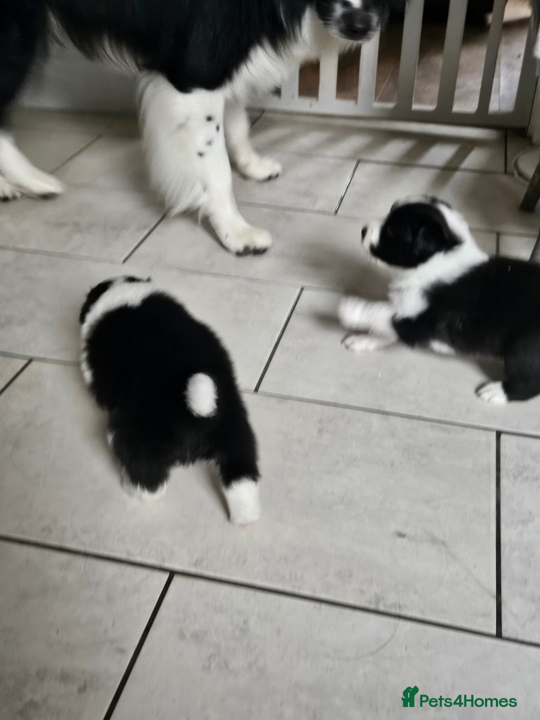 Border Collie dogs for sale: B. C. Puppies black and white kc reg - Advert 14