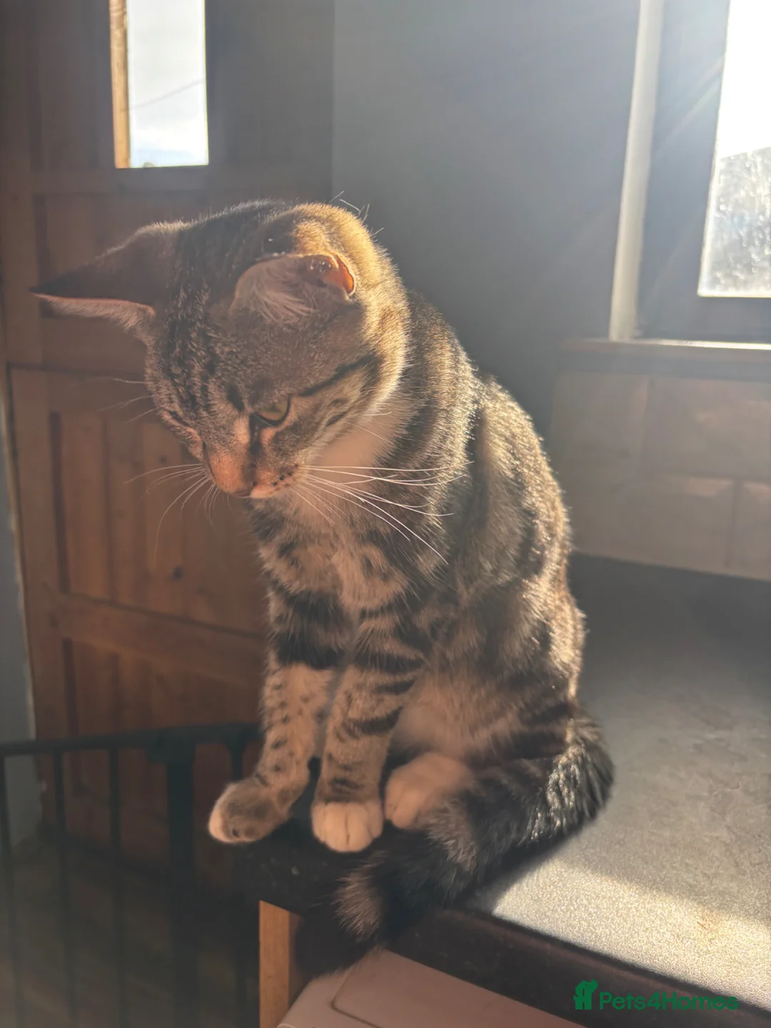 Mixed Breed cats for sale: Sweet tabby boy  in Amersham - Advert 1