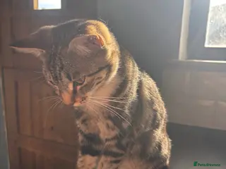 Mixed Breed cats Sweet tabby boy - Advert 3