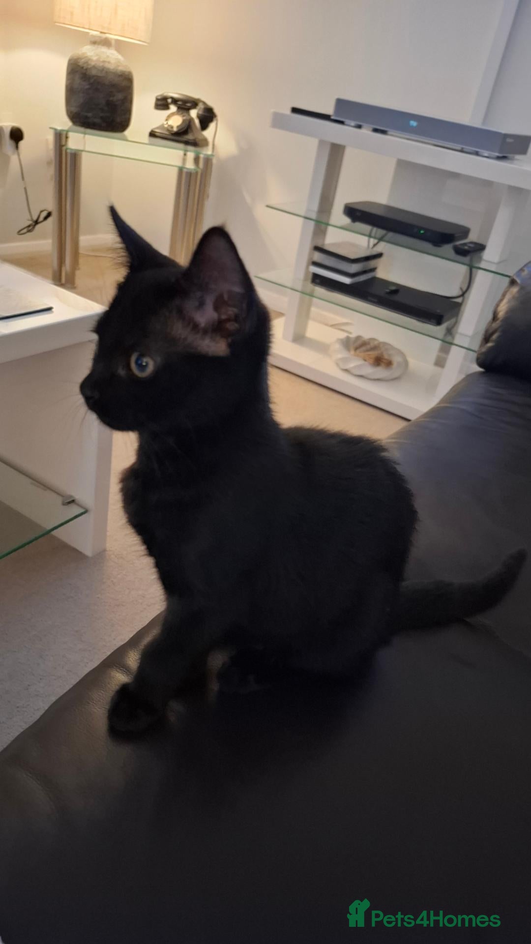 British Shorthair cats Black kitten looking for a loving home. - Advert 16