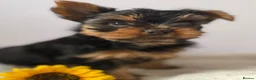 Yorkshire Terrier dogs for sale: Yorkshire terrier  - Advert 3