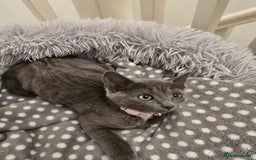 Russian Blue cats for sale: Female Russian blue kitten  - Image 14