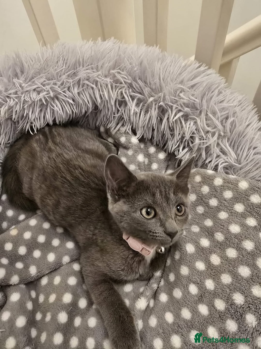 Russian Blue cats for sale: Female Russian blue kitten  - Image 14