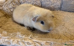 Guinea Pig rodents for sale: Cream Teddy Boar Guinea Pig - Image 2
