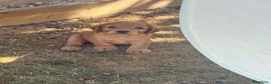 Cocker Spaniel 4