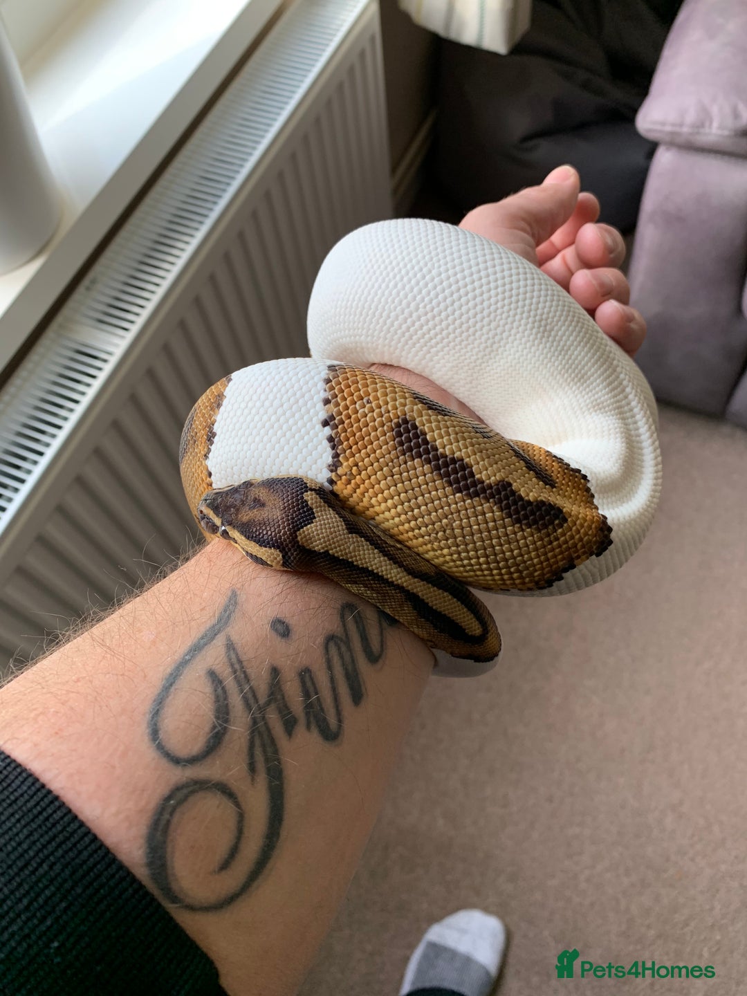 Snake reptiles for sale: High white pied royal python with complete setup - Advert 2