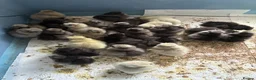 Chickens poultry for sale: Unsexed silkie chicks from 10 days old - Advert 5