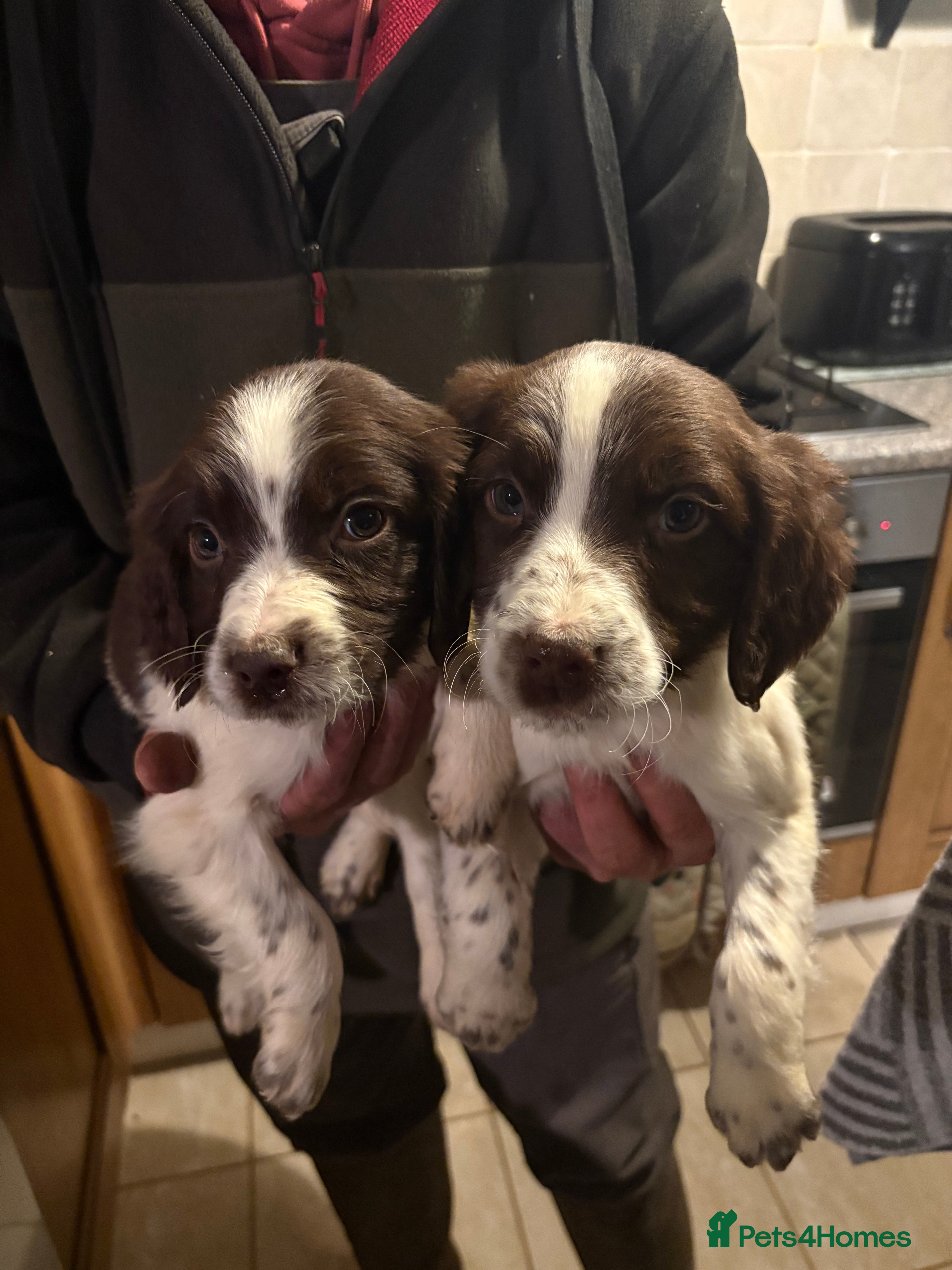 English Springer Spaniel dogs 5 Springer Spaniel Puppies For Sale - Advert 1