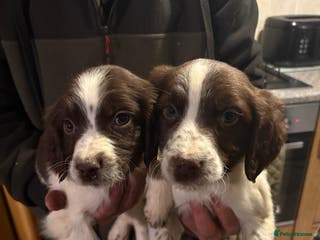 English Springer Spaniel dogs 5 Springer Spaniel Puppies For Sale - Advert 1