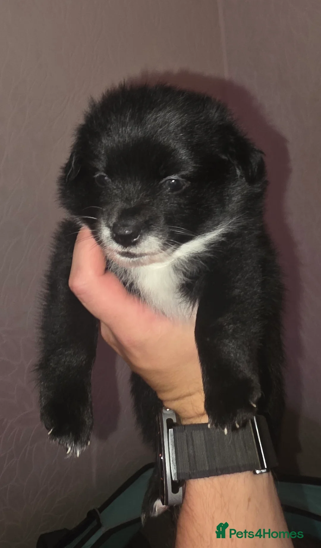 Mixed Breed dogs for sale: Pomchi/jackrussel x papilon  in Blyth - Advert 2
