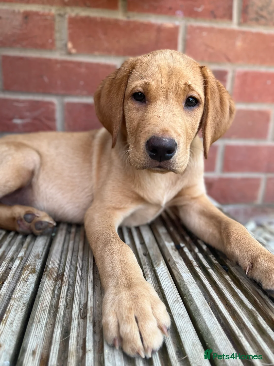 Labrador Retriever dogs for stud: PROVEN WORKING LAB STUD in Yeovil - Advert 11
