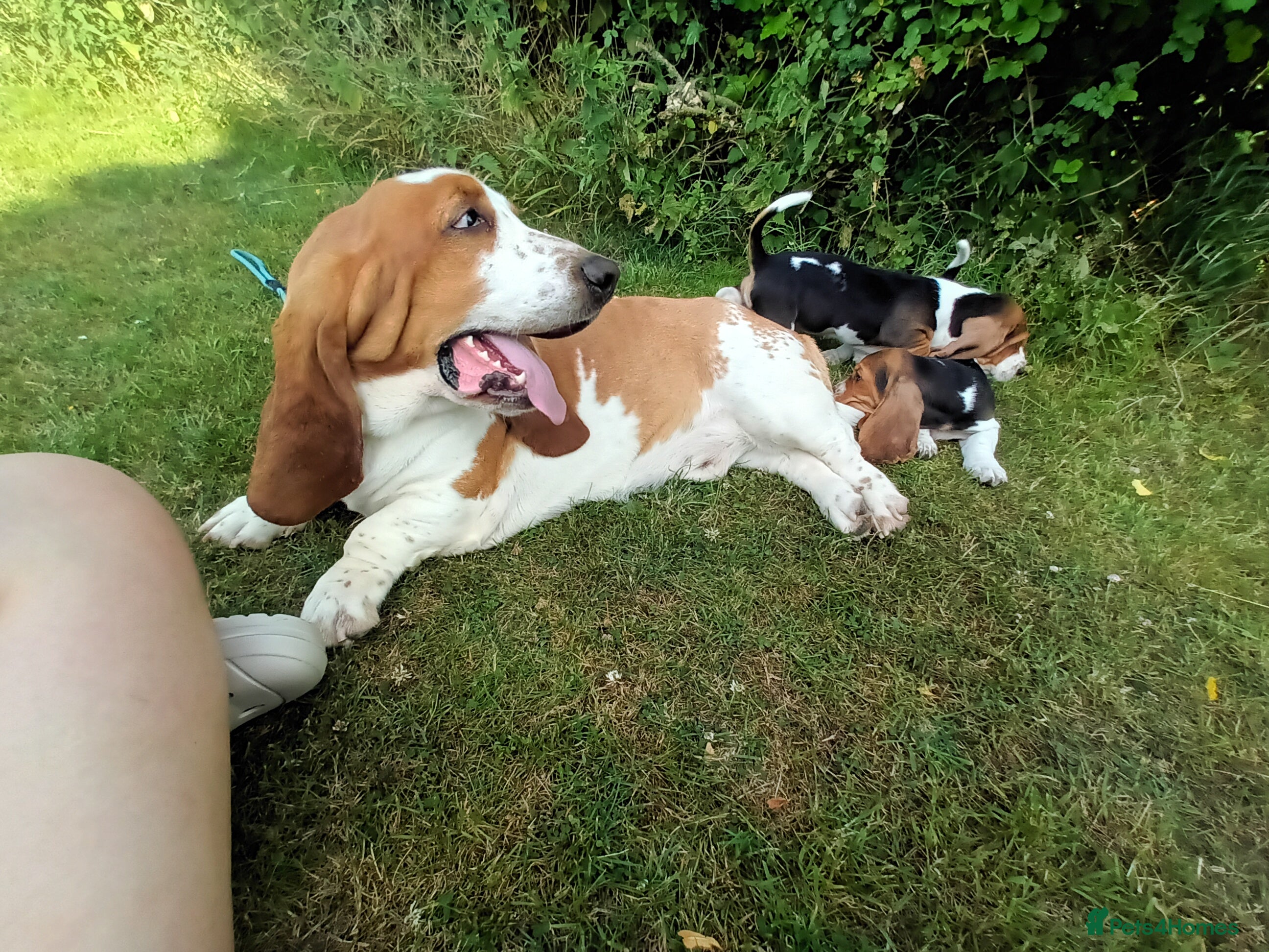 Basset Hound dogs Red & White KC Reg Basset Hound For Stud - Advert 1
